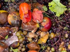 A variety of rotting vegetables and fruits are piled together, showcasing their decay. Greens and peels contribute to the organic waste in a recycling bin photo