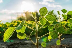 Young soybean plants are basking in warm sunlight at a rural farm, showcasing vibrant green leaves and strong stems, indicative of a healthy crop in summer photo