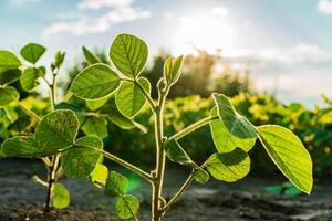 Healthy soybean plants bask in sunlight, showcasing vibrant green leaves in an agricultural field. The scene captures early summer growth and vitality photo