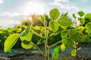 Bright green soybean plants are emerging in a lush field, with healthy leaves basking in warm sunlight under a clear blue sky during the spring season photo