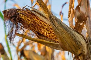 The ripe cob of corn is nestled among dried husks on the stalk, basking in the warm late afternoon sunlight, showcasing its vibrant yellow kernels photo