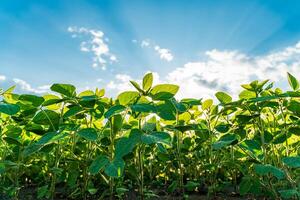 Young soybean plants are growing vigorously in a lush green field, basking in the warm sunlight of early summer, with a vibrant blue sky above photo