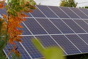 A row of solar panels is positioned behind a tree with fall leaves. The panels are angled to capture the sun's energy photo