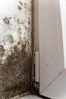 Mould and fungus are visibly spreading along the wall next to a window, indicating potential moisture issues and neglect in indoor maintenance photo