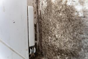 Mould and fungus are visibly spreading along the inner wall of a room, adjacent to a window, suggesting significant moisture problems and potential health risks photo