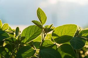 A vibrant young soybean field showcases healthy green leaves, illuminated by sunlight, highlighting the growth and potential of the crop during the early stages of agriculture photo