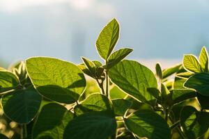 A lush field of young soybeans flourishes under warm sunlight, displaying vibrant green leaves against a bright background, highlighting healthy agriculture in summer photo