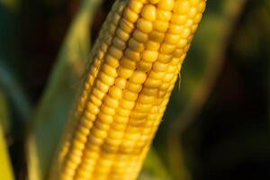 This ripe cob of corn features bright yellow kernels gleaming under the sun, surrounded by vibrant green leaves in a field ready for harvest photo