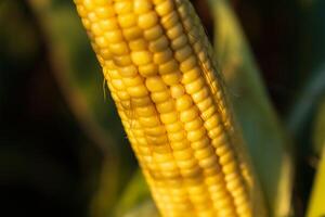 The ripe cob of corn displays vibrant yellow kernels, freshly harvested from a sprawling field under the soft glow of a late summer sun, showcasing nature's bounty photo
