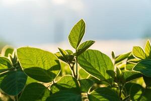 Lush young soybean plants grow vigorously in a field, basking in warm sunlight during the early summer months, highlighting their healthy development photo