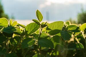 This lush soybean field vividly showcases young soybean plants with vibrant green leaves, indicating healthy growth under warm sunlight, perfect for agriculture photo