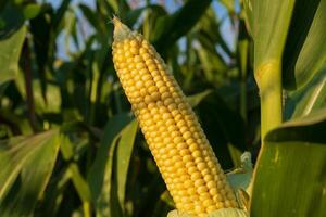 A ripe cob of corn is prominently displayed on the stalk, surrounded by lush green leaves, while the warm glow of sunset envelops the field, highlighting the fertile land photo