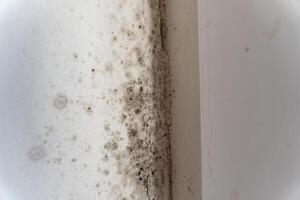Mould and fungus spread along the wall near a window, creating an unappealing appearance while posing significant health threats to occupants in the home photo