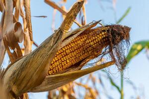 As the sun sets, warm light creates a golden glow over the cornfield, illuminating the withered cornstalks and ripe ears of corn. Nature transitions with the changing seasons photo