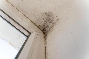Black mould and fungus accumulate in the corner near the window, detracting from the home's appearance and creating potential health hazards for occupants photo