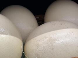 A close-up view reveals several giant ostrich eggs huddled together, their smooth surfaces showcasing intricate speckles within soft lighting photo