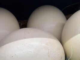 Four large, white ostrich eggs sit close together, each one slightly touching the other. They are nestled in a bed of straw or hay, with the texture of the hay visible at the bottom of the image photo