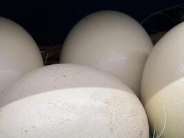 Four large, pale ostrich eggs rest gently in a nest, displaying their distinctive surfaces. The natural setting highlights their size and uniqueness, embodying the essence of wildlife photo