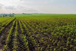 Rows of vibrant young corn plants stretch across a fertile field, basking in the subtle light of a cloudy early summer day, showcasing agricultural growth photo