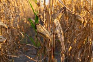 Amidst the warm glow of sunset, corn stalks stand tall and dry, their golden hues reflecting the season's end, signaling the arrival of harvest time in the field photo