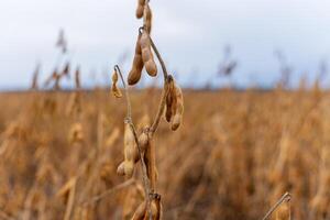 A close-up view of a single soybean stalk, with several pods hanging from it. The pods are ripe and brown, and the stalk is dry and brittle photo