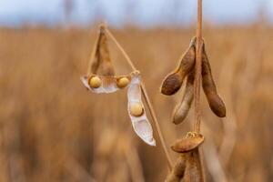 In a tranquil field, mature soybean pods dangle from slender stems, their soft, golden seeds peeking out, illuminated by the warm hues of autumn, creating a captivating natural display photo