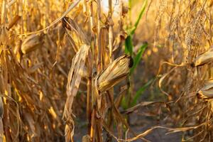 Tall corn plants with dried husks stand in a field illuminated by golden sunlight, signaling the late summer harvest and the end of the growing season photo