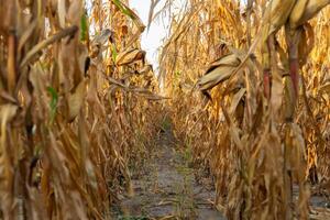 Rows of dried corn stalks stand tall in the field, their golden hues reflecting the late summer sun, indicating the approach of harvest time photo