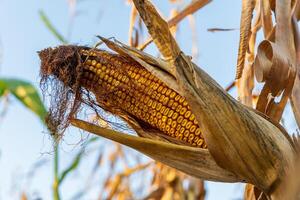 A partially exposed corn cob reveals its golden kernels, surrounded by dry husks in a sunlit cornfield, signaling the approach of harvest season in late summer photo