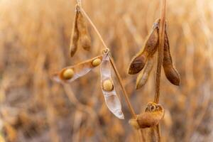 This close-up features ripening soybean pods hanging from their stalks in a golden field, showcasing the lush crop during late summer harvest season photo