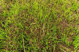 Vibrant green grass sprouts from dark, fertile soil, illuminated by daylight, indicating a healthy ecosystem and the cycle of growth in nature photo