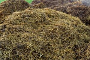 A large mound of organic compost, rich in nutrients, sits on a rural farm. Sunlight highlights the straw and manure mix, indicating it's time for soil enhancement during the day photo