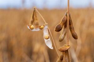Ripe soybean pods hang from a plant, ready for harvest in a golden field. The setting captures the late summer season, emphasizing agricultural abundance photo