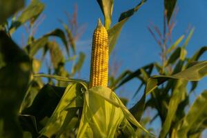 A vibrant ear of corn emerges from the green leaves of the stalk, bathed in warm sunlight against a clear blue backdrop, typical of a summer day photo