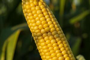 This close-up view of a corn cob reveals plump yellow kernels highlighted by bright sunlight, illustrating the beauty of late summer agriculture in a lush field photo