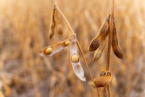 Ripened soybean pods are clustered on plants, showcasing the rich colors and textures under the warm glow of late afternoon sunlight in a field photo