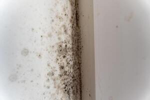 A dark, fuzzy mold has developed in the corner of a room, suggesting significant moisture problems. This highlights the need for better air circulation and maintenance photo