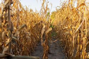 Golden corn stalks dominate the landscape under the warm, late summer sun, creating a rustic path ready for harvest in a rural agricultural field photo