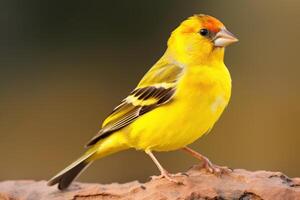 Vibrant Yellow Canary Bird Striking Pose on Rock Soft Focus Background photo