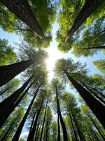 A forest with tall trees and sun shining through photo