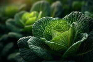 A close up of a cabbage plant photo