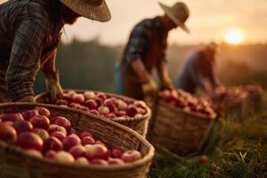 Three men in hats picking apples in a field photo