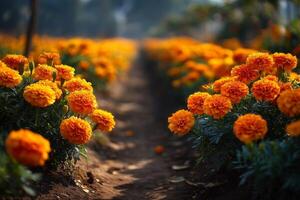 Orange flowers in a field photo