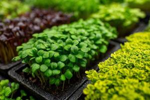 A variety of different types of greens are in the trays photo