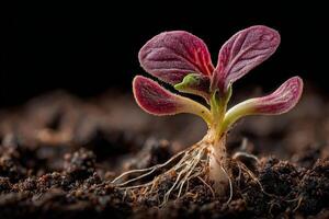 A small plant with a pink heart growing in the dirt photo
