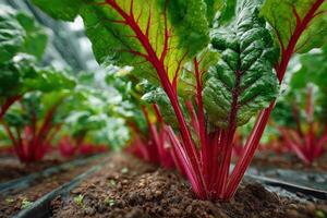 A close up of red and green plants growing in a greenhouse photo