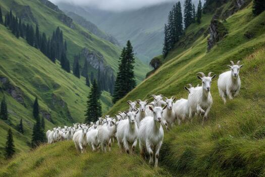 A herd of goats walking down a mountain side photo