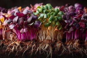 A row of colorful sprouts in soil photo