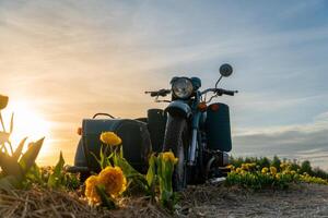 Turquoise motorcycle with sidecar parked in tulip field, vibrant yellow blooms against a serene sunset sky, summer travel. photo