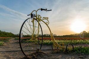 Vintage yellow penny-farthing bicycle sculpture on flower farm against evening sky, sunlight reflecting off old metal and fields. photo